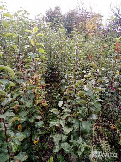 Саженцы яблонь