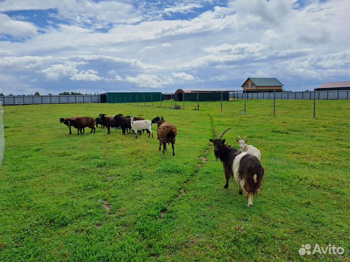 Овцы бараны