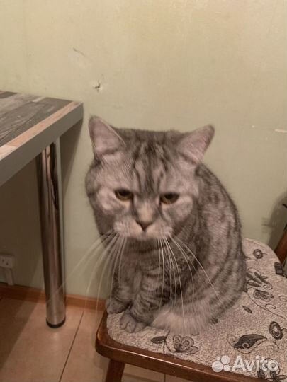 Шатланский кот