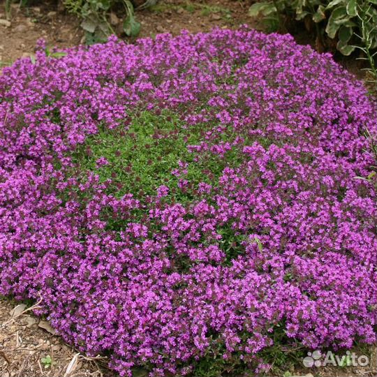 Тимьян ползучий (семена)