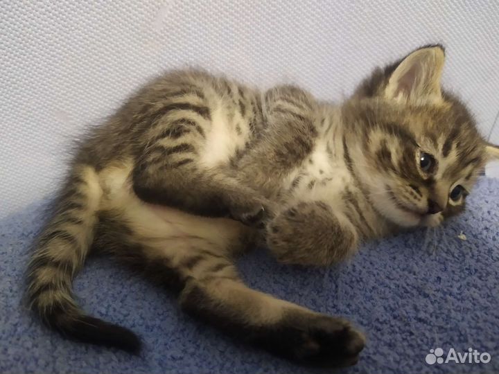 Котенок в добрые руки