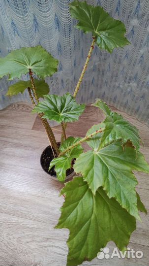 Комнатные цветы