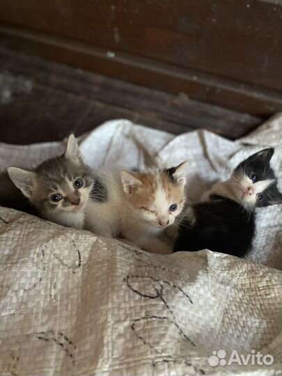 Котята в добрые руки