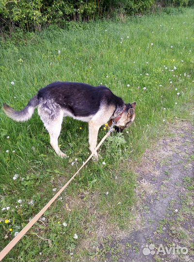 Восточноевропейская овчарка