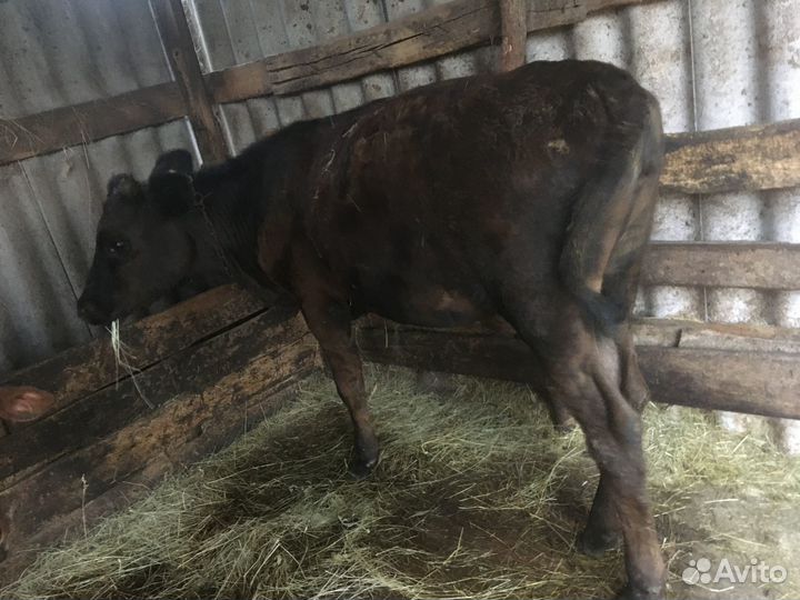 Продаю тёлку