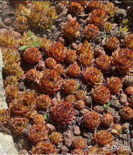 Многолетники, почвопокровные