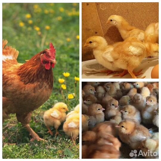 Куры несушки,цыплята,инкубационное яйцо