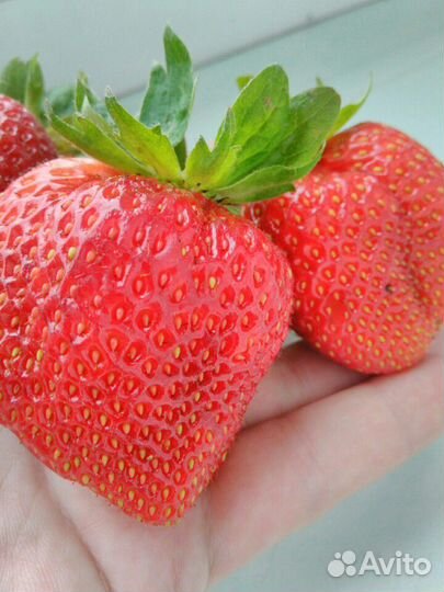 Клубника крупнопл. Максим и др растения для сада