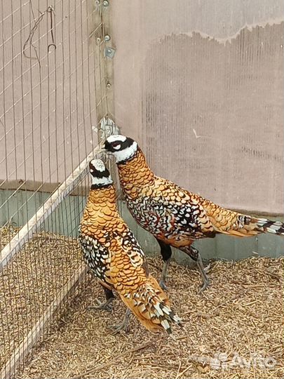 Инкубационное яйцо фазанов