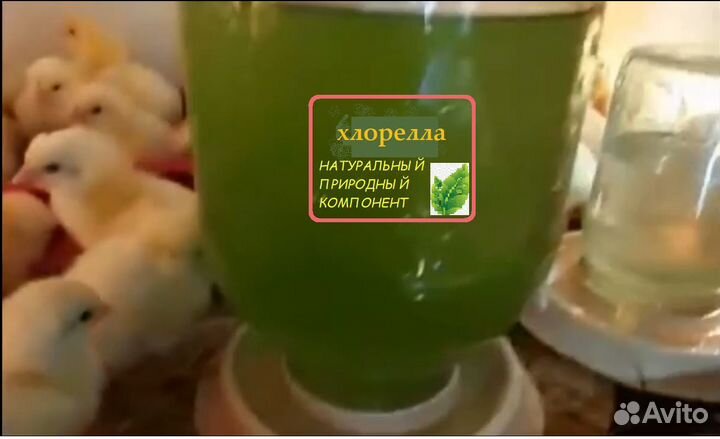 Витаминный и иммунный корм для животных