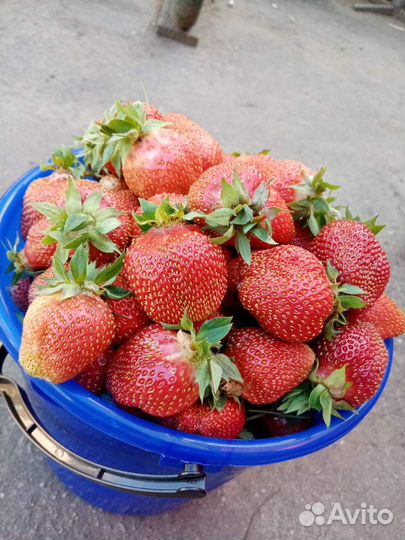 Клубника Клон саженец