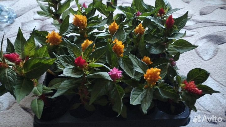 Цветы уличные