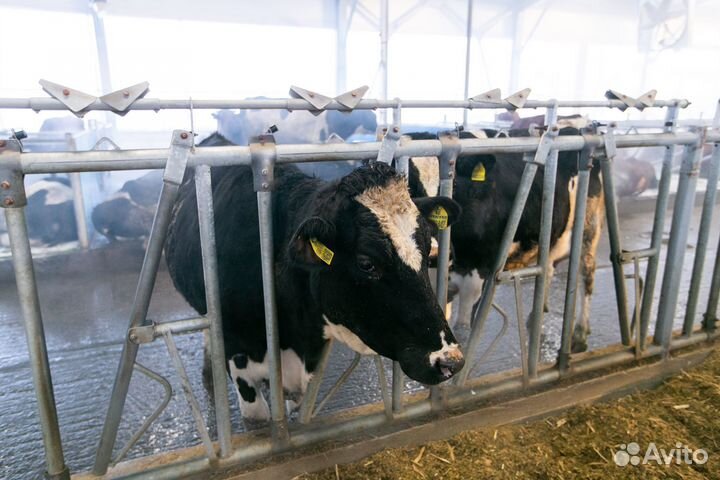 Ветеринарный врач