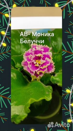Фиалка