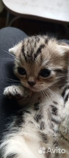 Продаются в добрые руки Шотландские котята