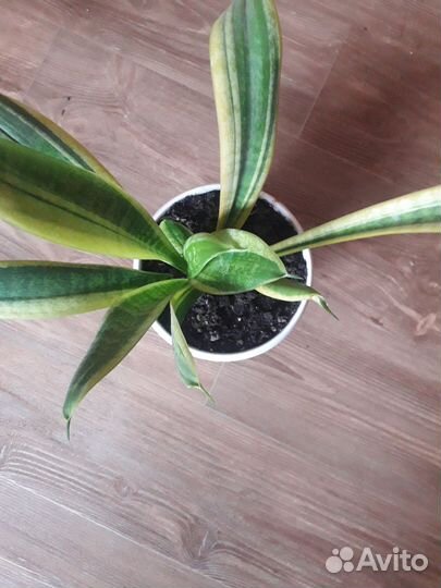 Комнатные цветы Шефлера,Драцена, Сансиеверия