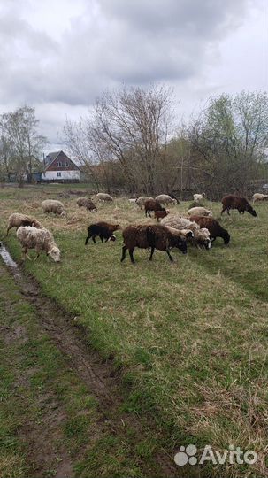 Овцы бараны ягнята