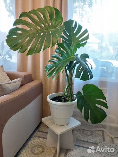 Фикус бамбино,Монстера,Спатифиллум,Корилус