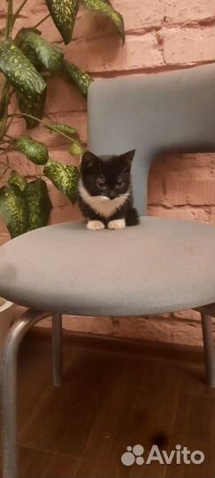 Черный котеночек