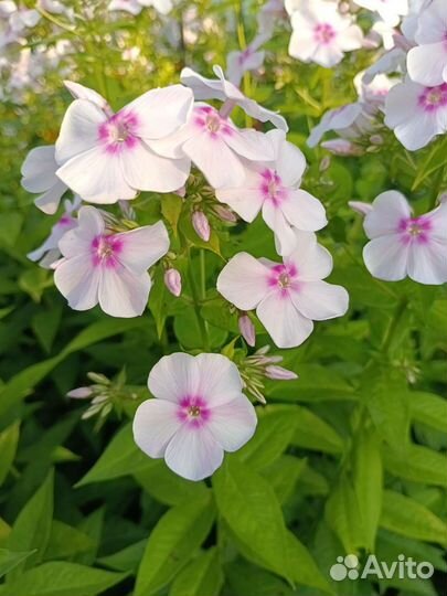 Флоксы кусты