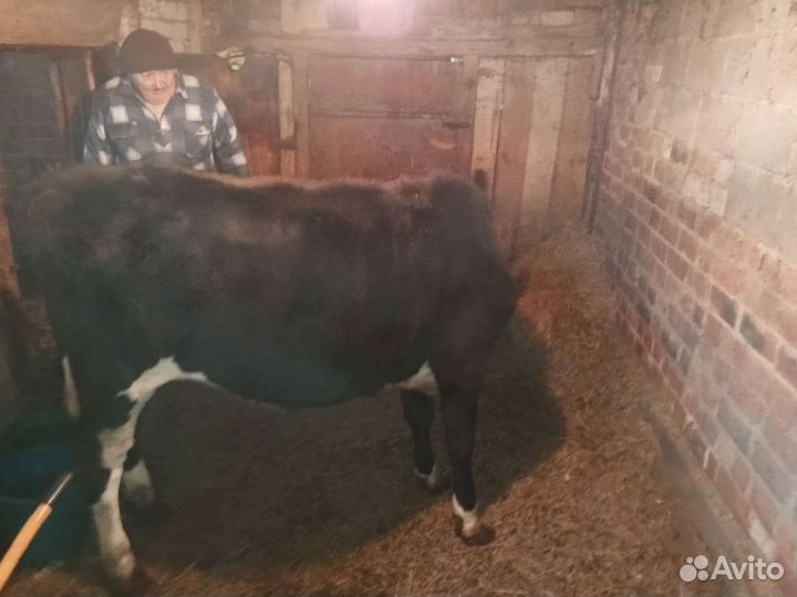 Бычки и телята