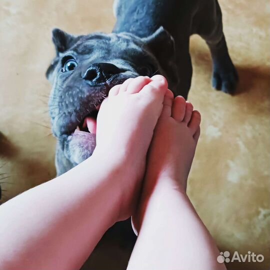 Щенки кане Корсо