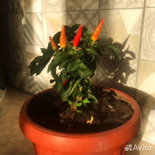 Перчик острый декоративный