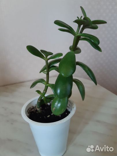 Комнатные растения