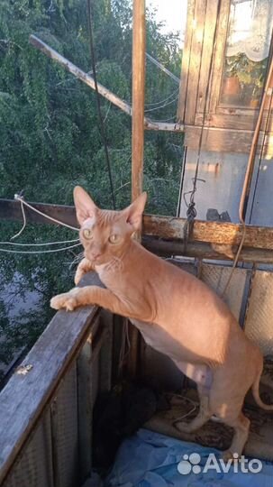 Кошка в дар