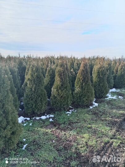 Туя Смарагд Брабант