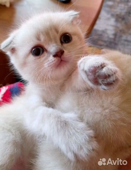 Шотландская вислоухая