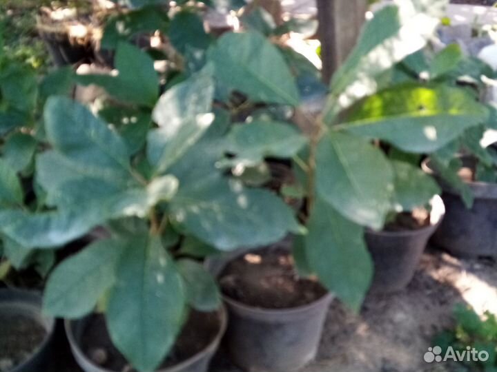 Черемуха саженец