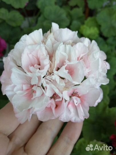 Пеларгония герань, много сортов