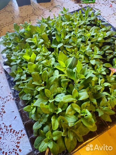 Вегетативная петуния