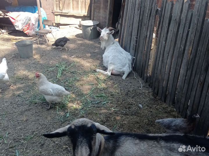 Козье молоко