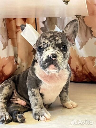 Французские булочки щеночки