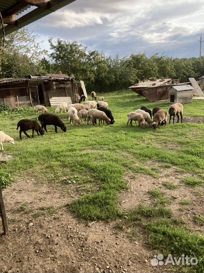 Овцы, бараны