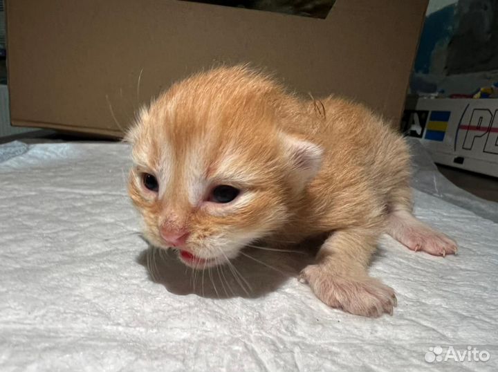 Котята от кошки- крысоловки в хорошие руки