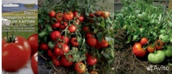 Рассада томатов, монгольский карлик