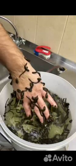 Пиявки медицинские, восточные