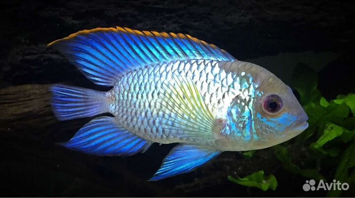 Наннакара Неоновая Электрик блю