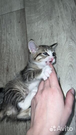 Отдам котят и кошку в добрые руки