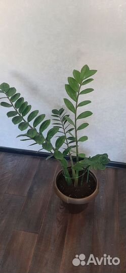 Замиокулькас / Долларовое дерево