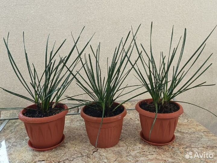 Зефирантес (выскочка) белый