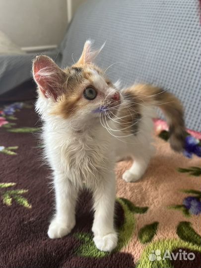 Котята в добрые руки бесплатно