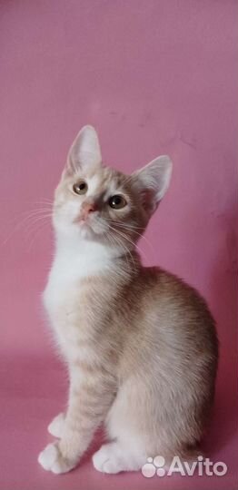 Кошка в дар