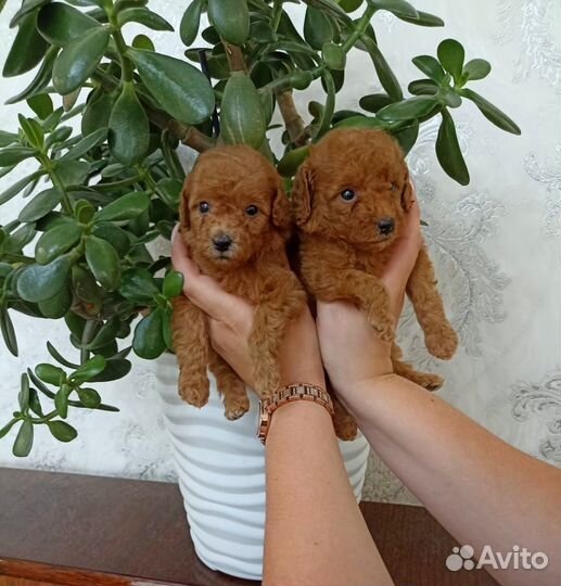 Той пудель щенки