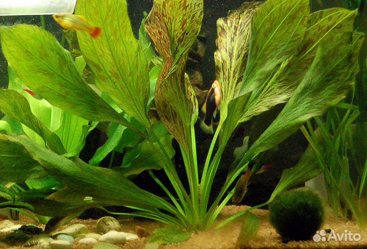 Эхинодорус оцелот (Echinodorus ozelot)