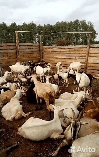 Нубийские / Альпийские / Зааненские козы