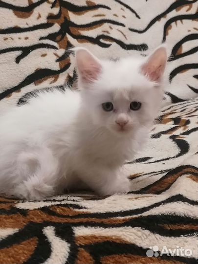 Котята мейн-кун